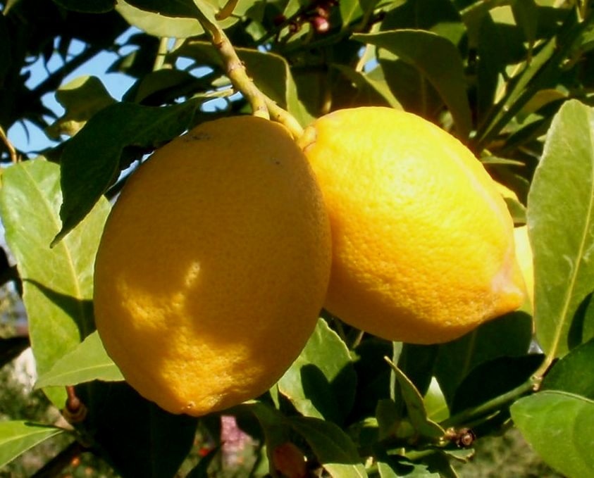 photos-of-ben-lemon