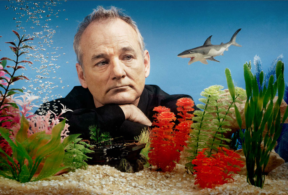 bill-murray-wedding
