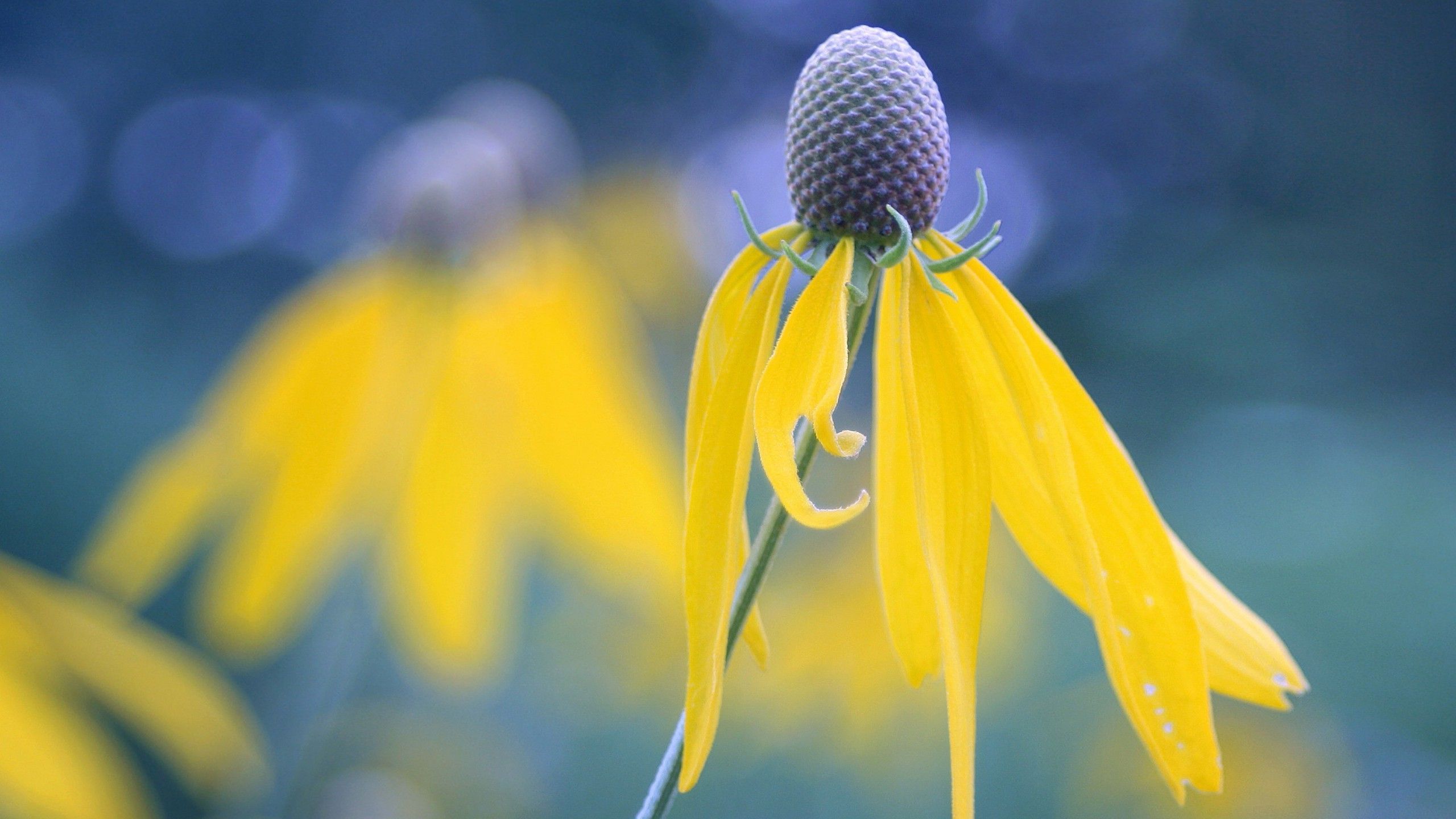 best-pictures-of-black-eyed-susan-actor