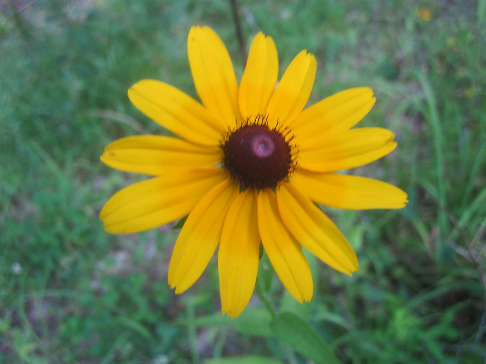 black-eyed-susan-actor-2015