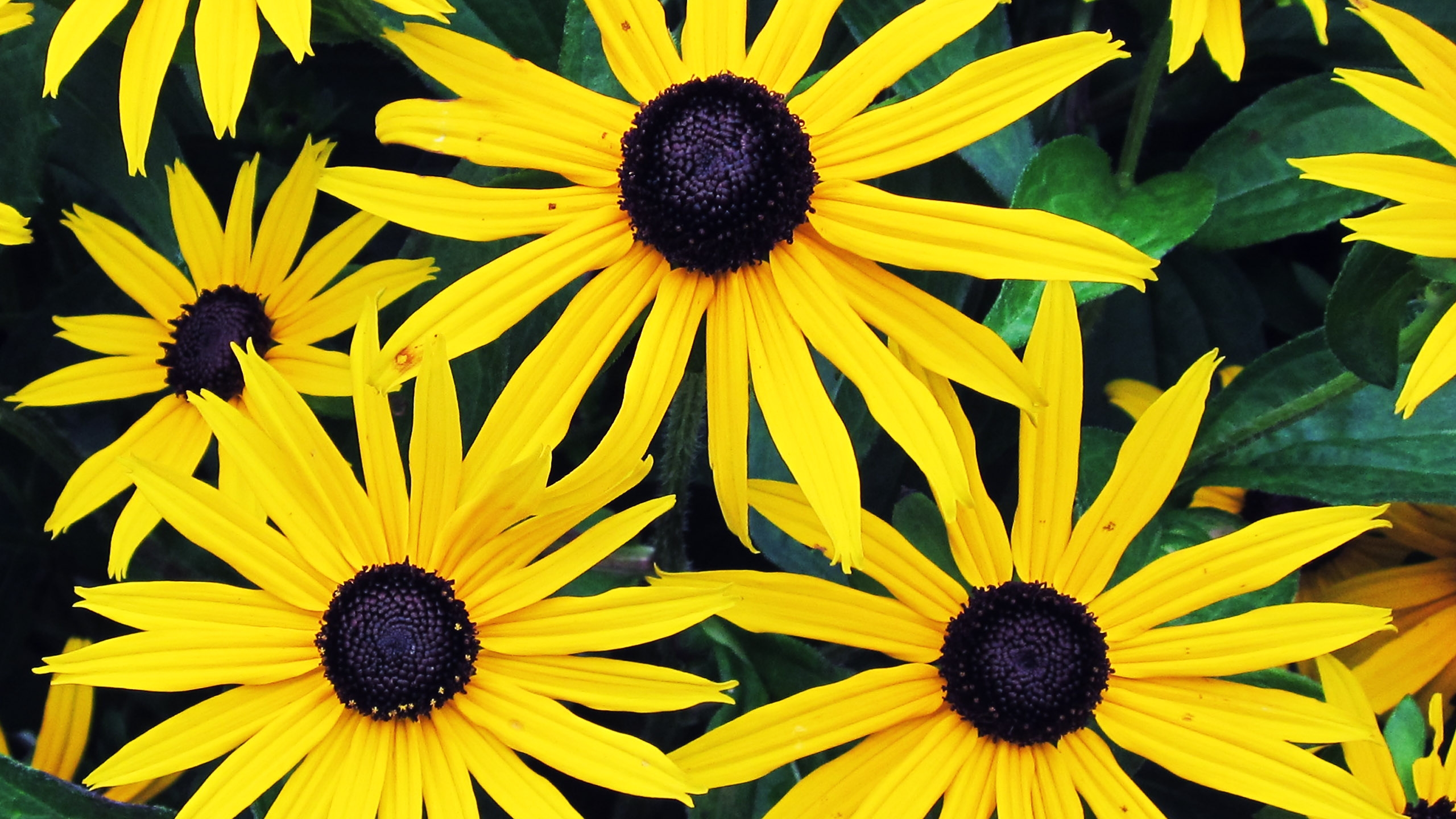 black-eyed-susan-actor-images