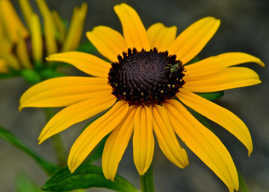 black-eyed-susan-actor-kids