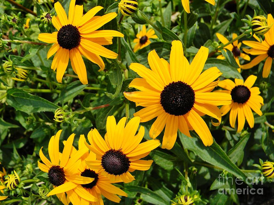black-eyed-susan-actor-party