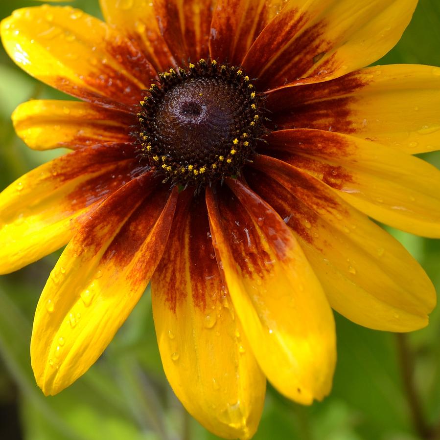 black-eyed-susan-actor-photos