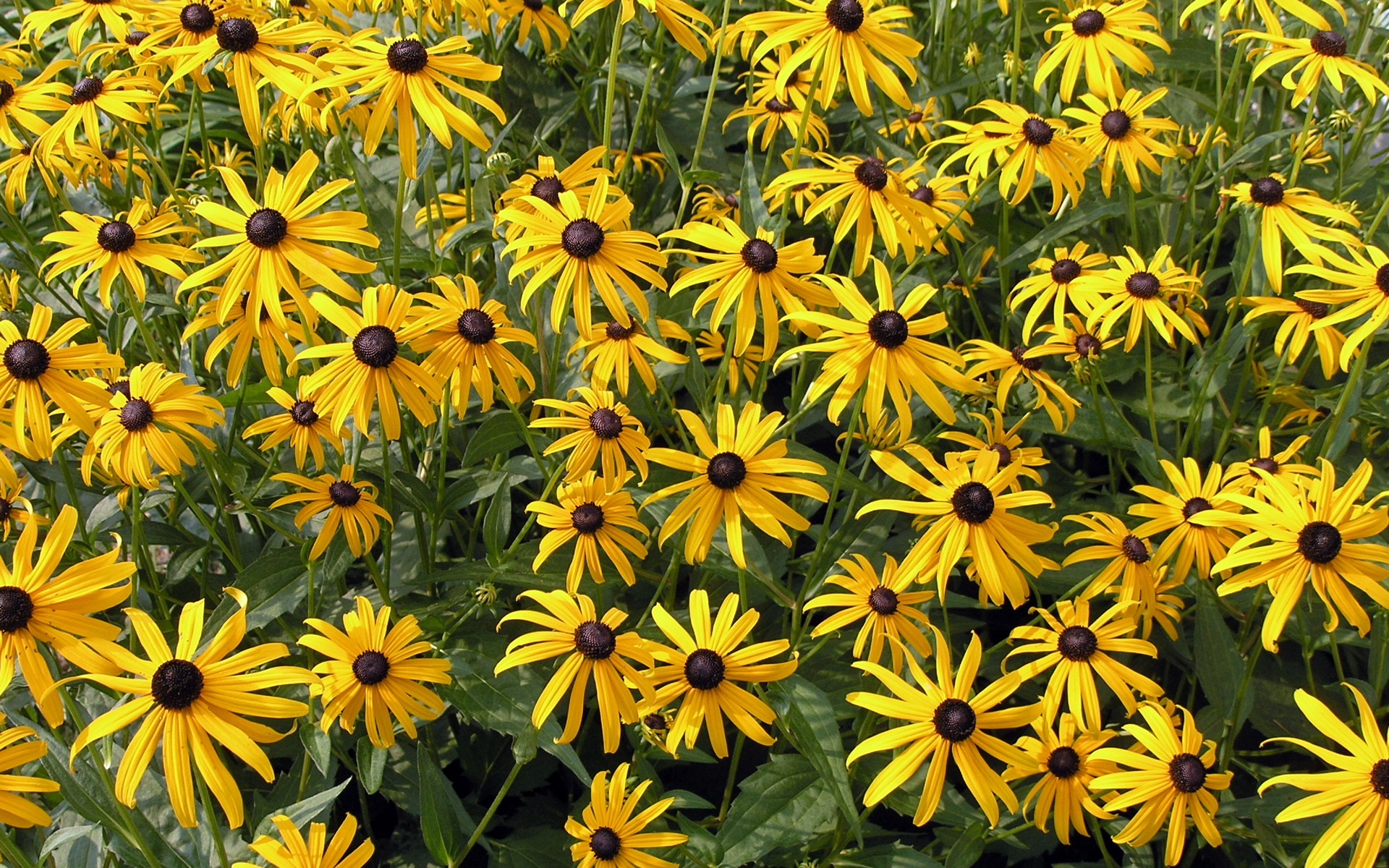 black-eyed-susan-actor-pictures