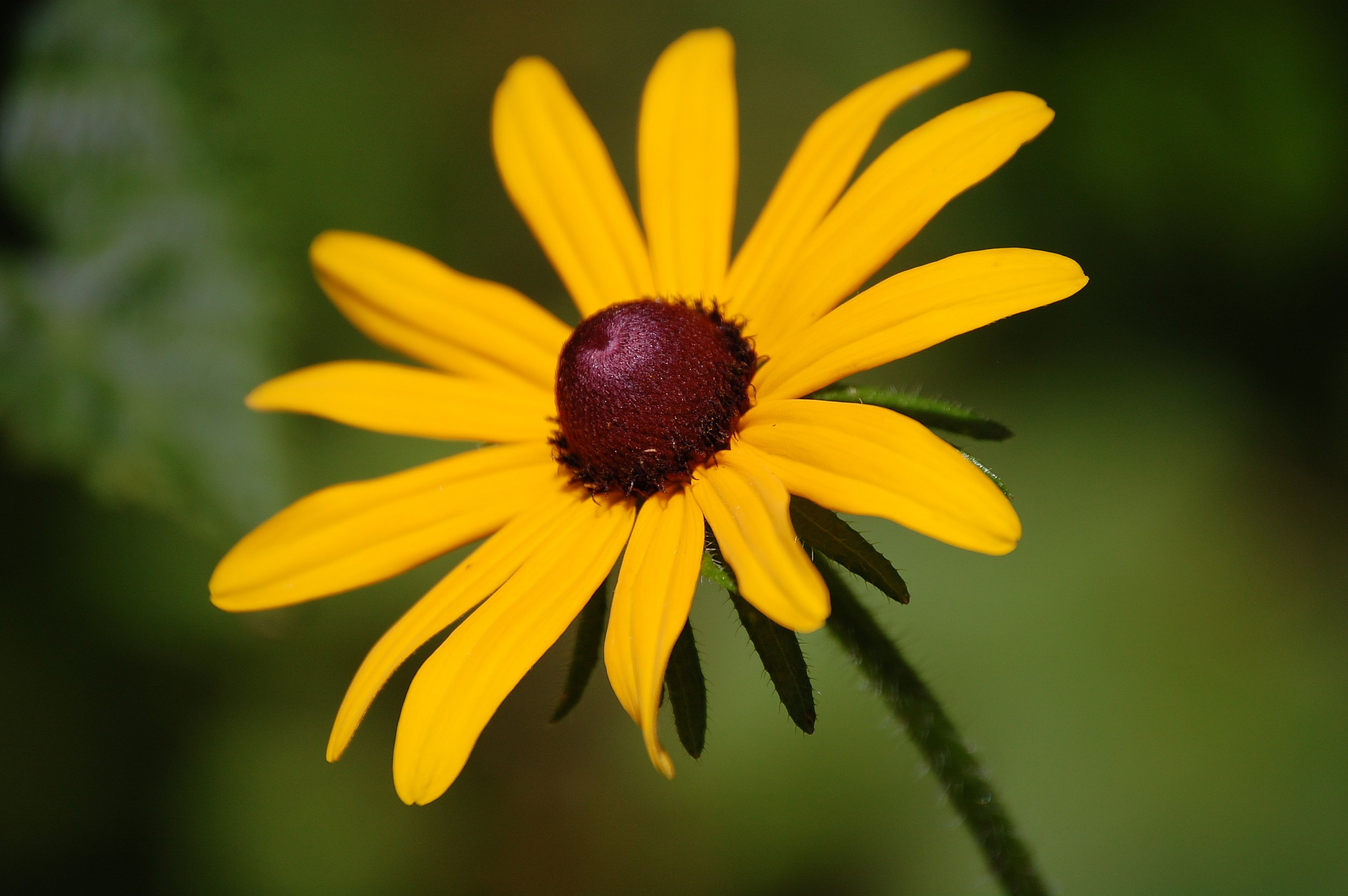 black-eyed-susan-actor-scandal