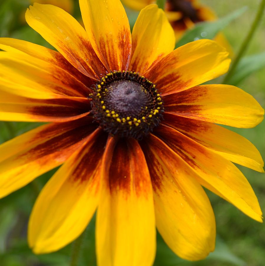 black-eyed-susan-actor-wallpapers