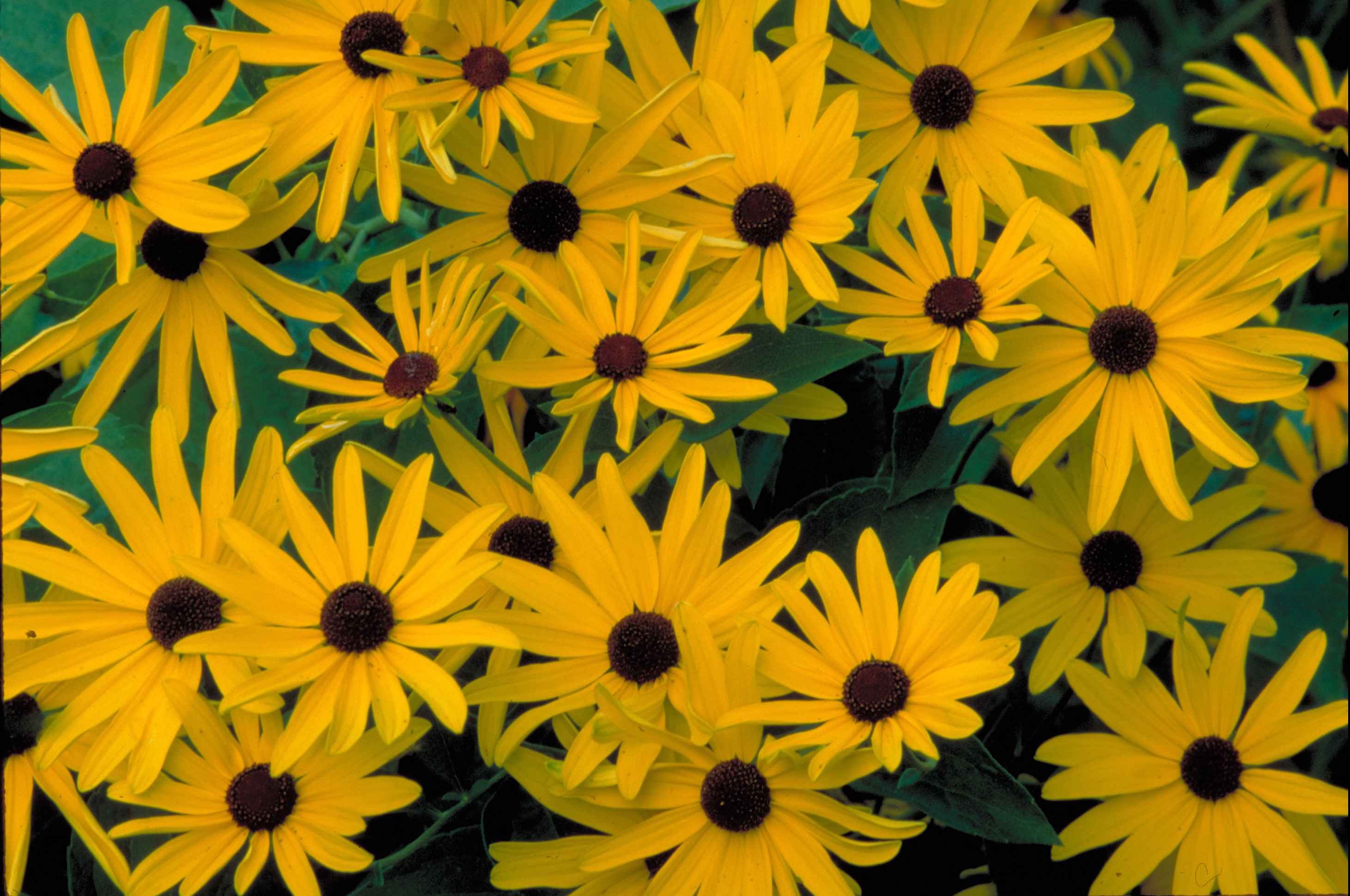 images-of-black-eyed-susan-actor