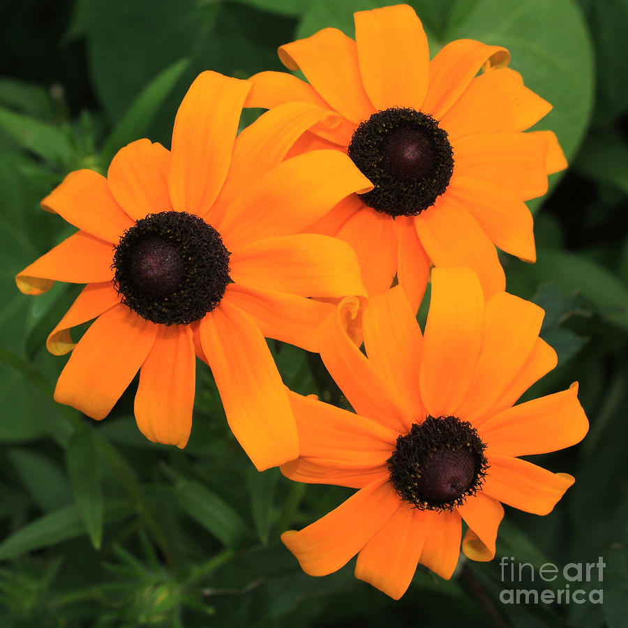 quotes-of-black-eyed-susan-actor