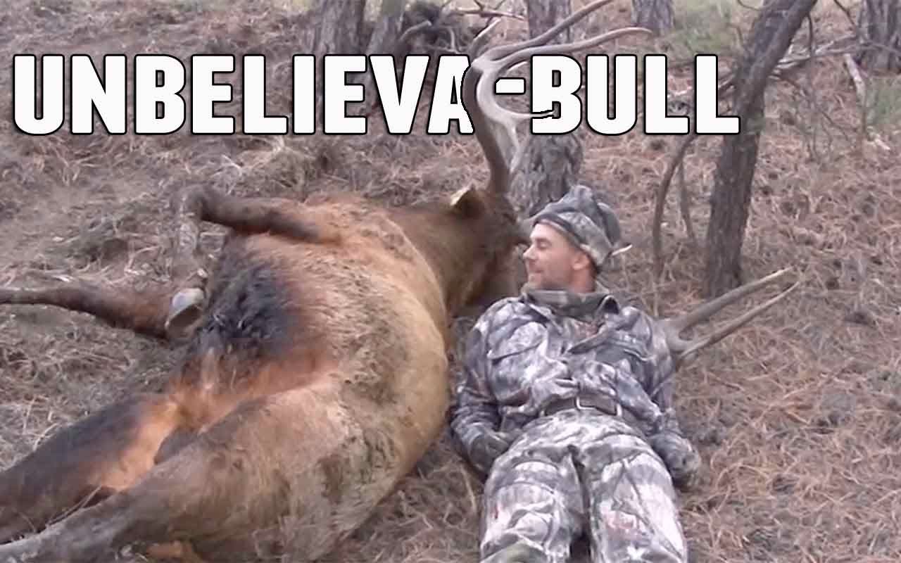 bull-montana-scandal