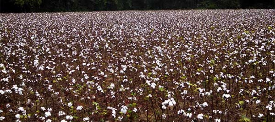 carolina-cotton-photos