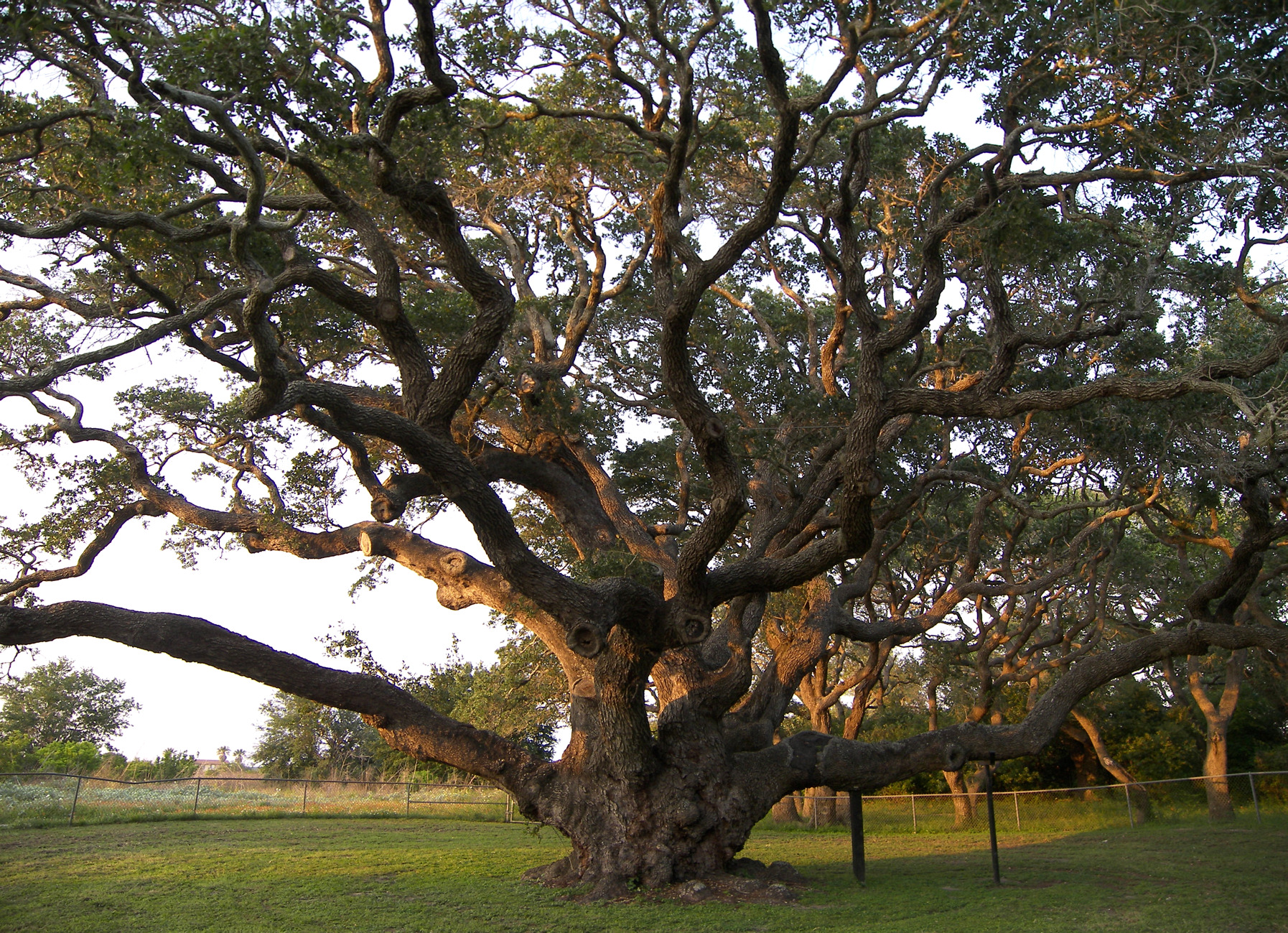 chief-john-big-tree-2015