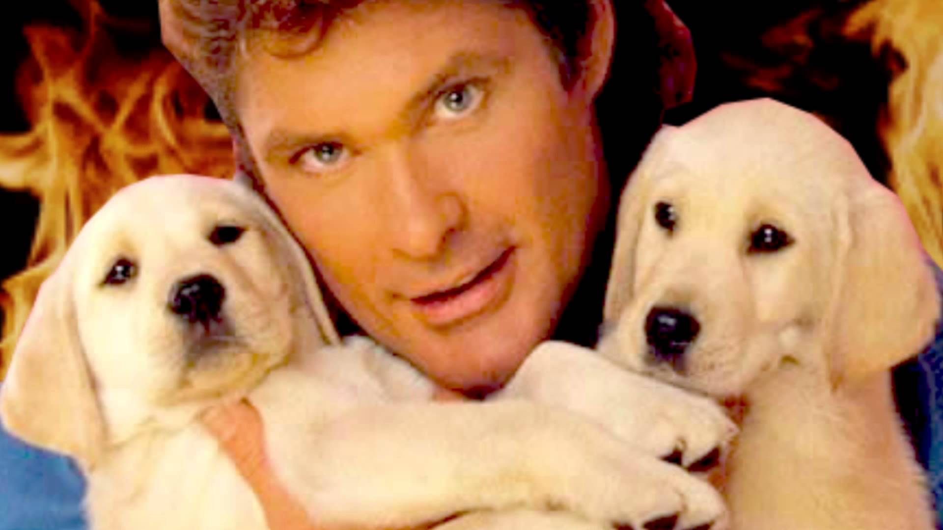 david-hasselhoff-wallpaper