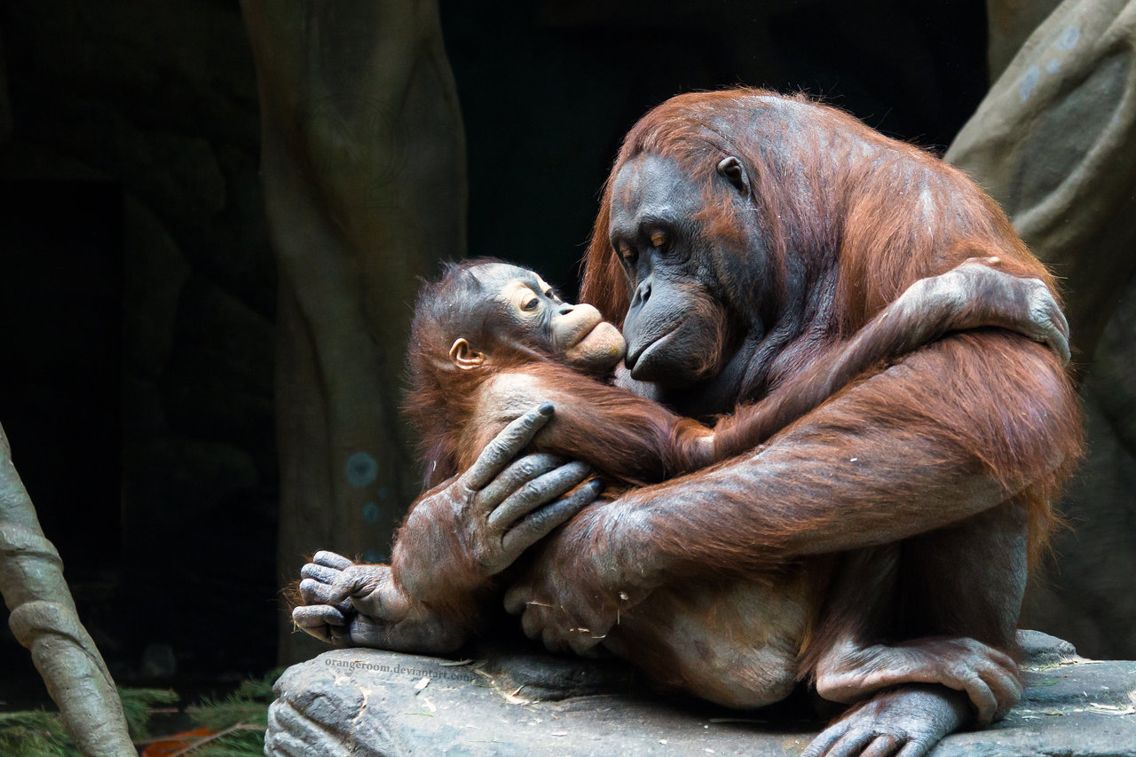 mother-love-parents