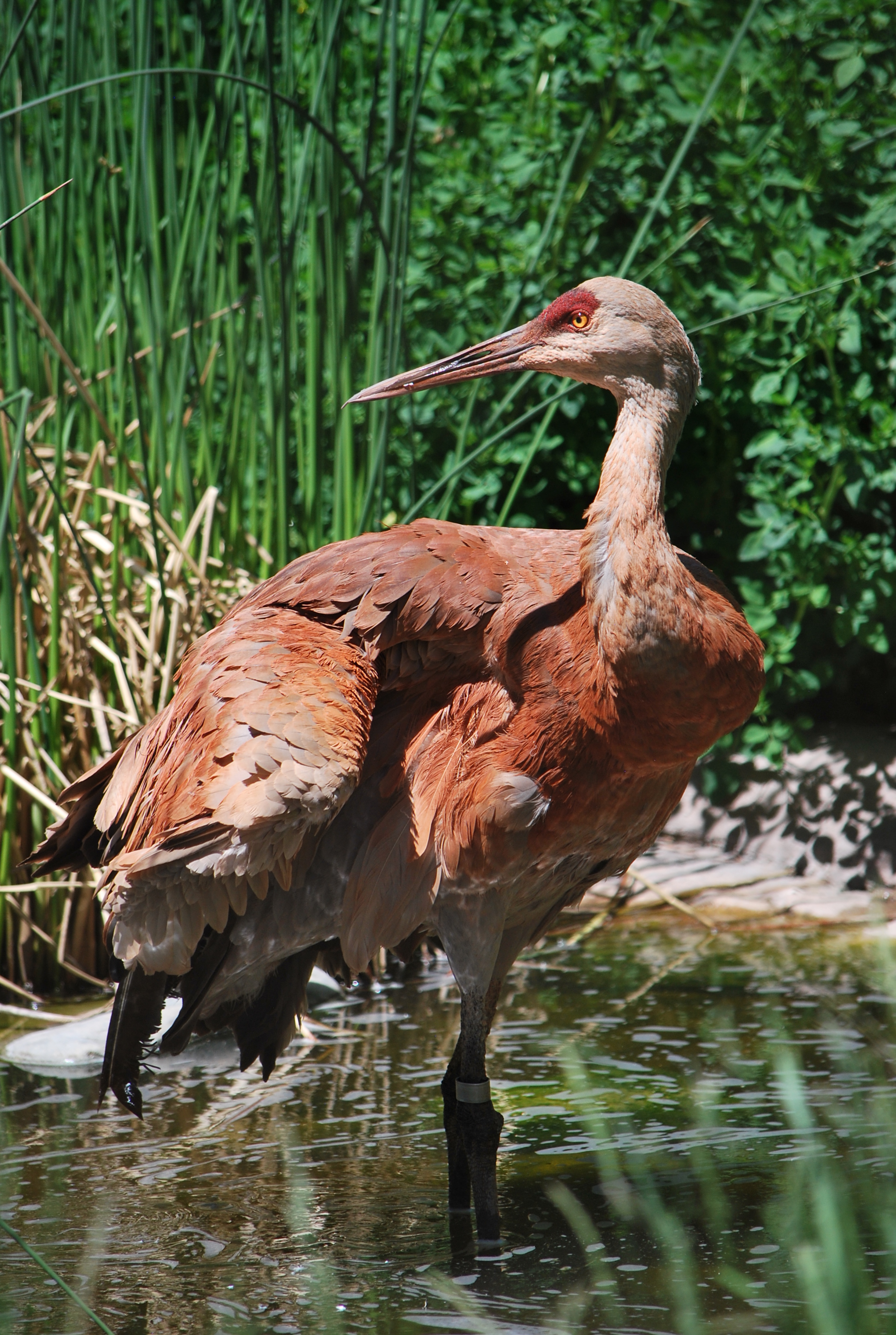 ogden-crane-pictures