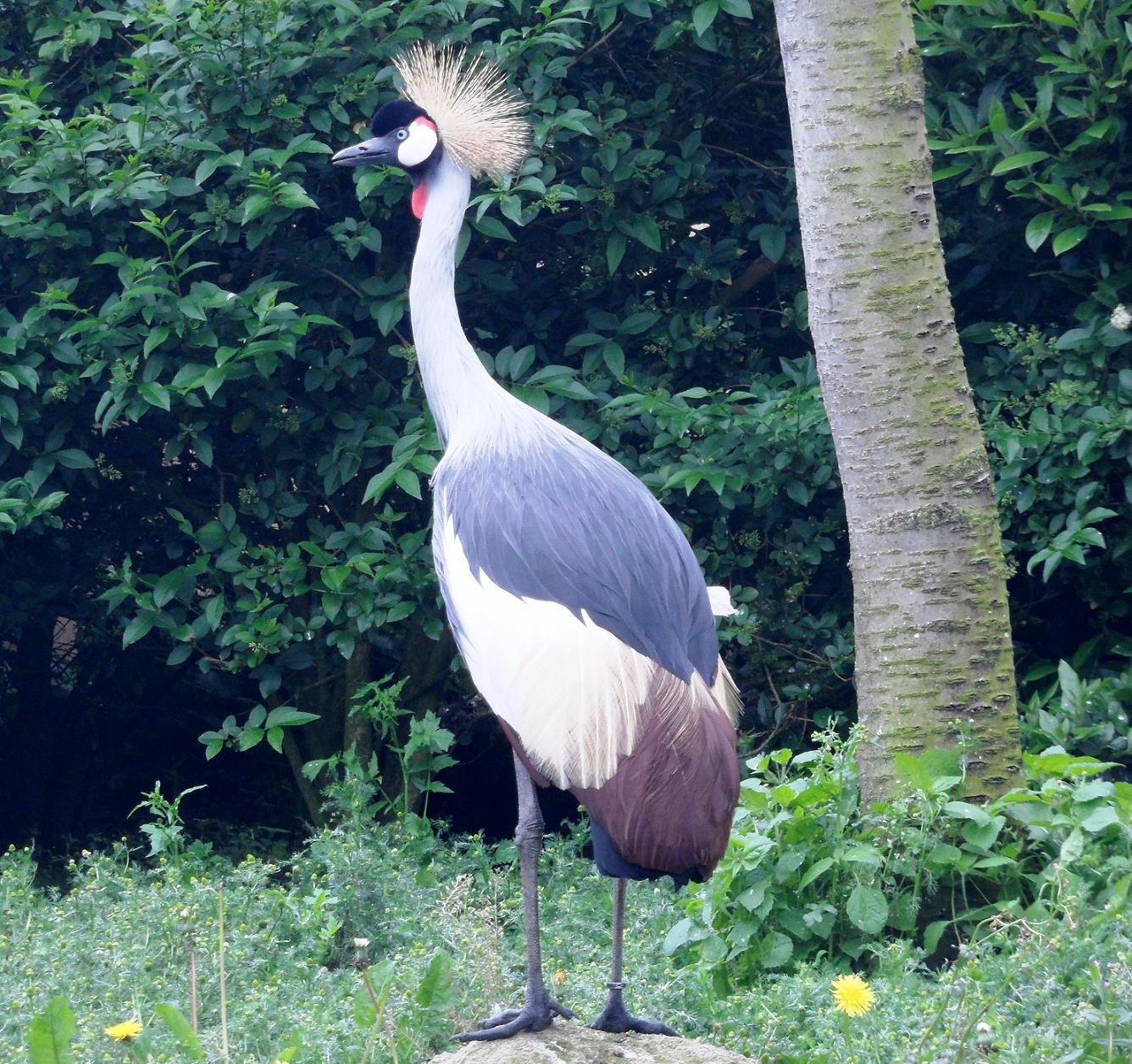 photos-of-ogden-crane