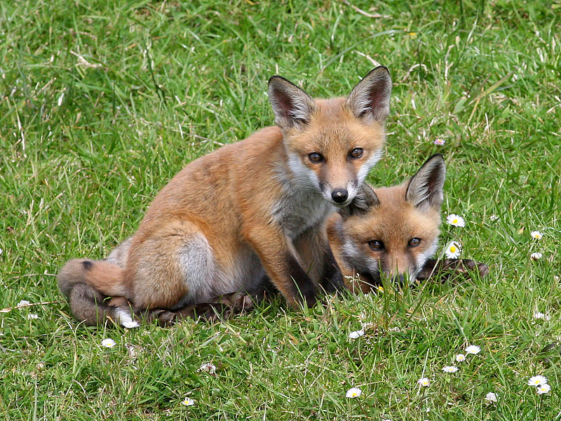 virginia-fox-2015