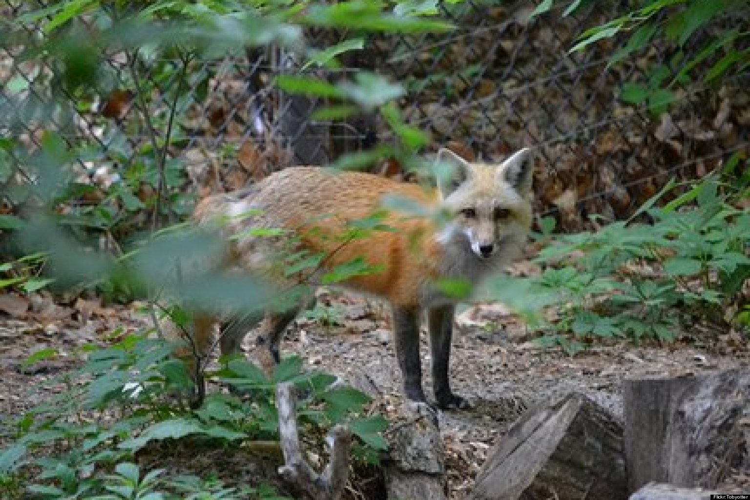virginia-fox-news