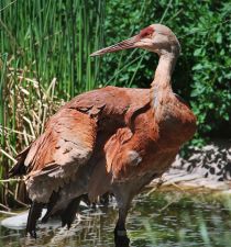 Ogden Crane's picture